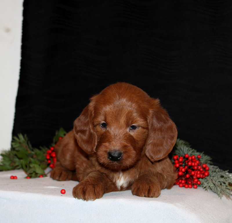 puppy, for, sale, Mini Goldendoodle F1, Matthew B. Stoltzfus, dog, breeder, Gap, PA, dog-breeder, puppy-for-sale, forsale, nearby, find, puppyfind, locator, puppylocator, aca